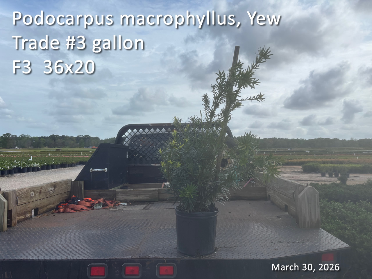 gallery/yew3t f3 mar30.jpg